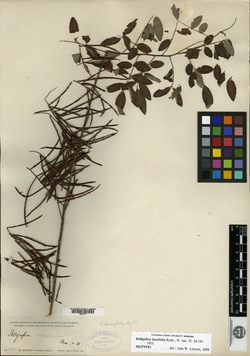 Indigofera lancifolia image
