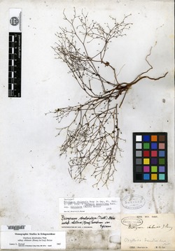 Oxytheca dendroidea subsp. chilensis image