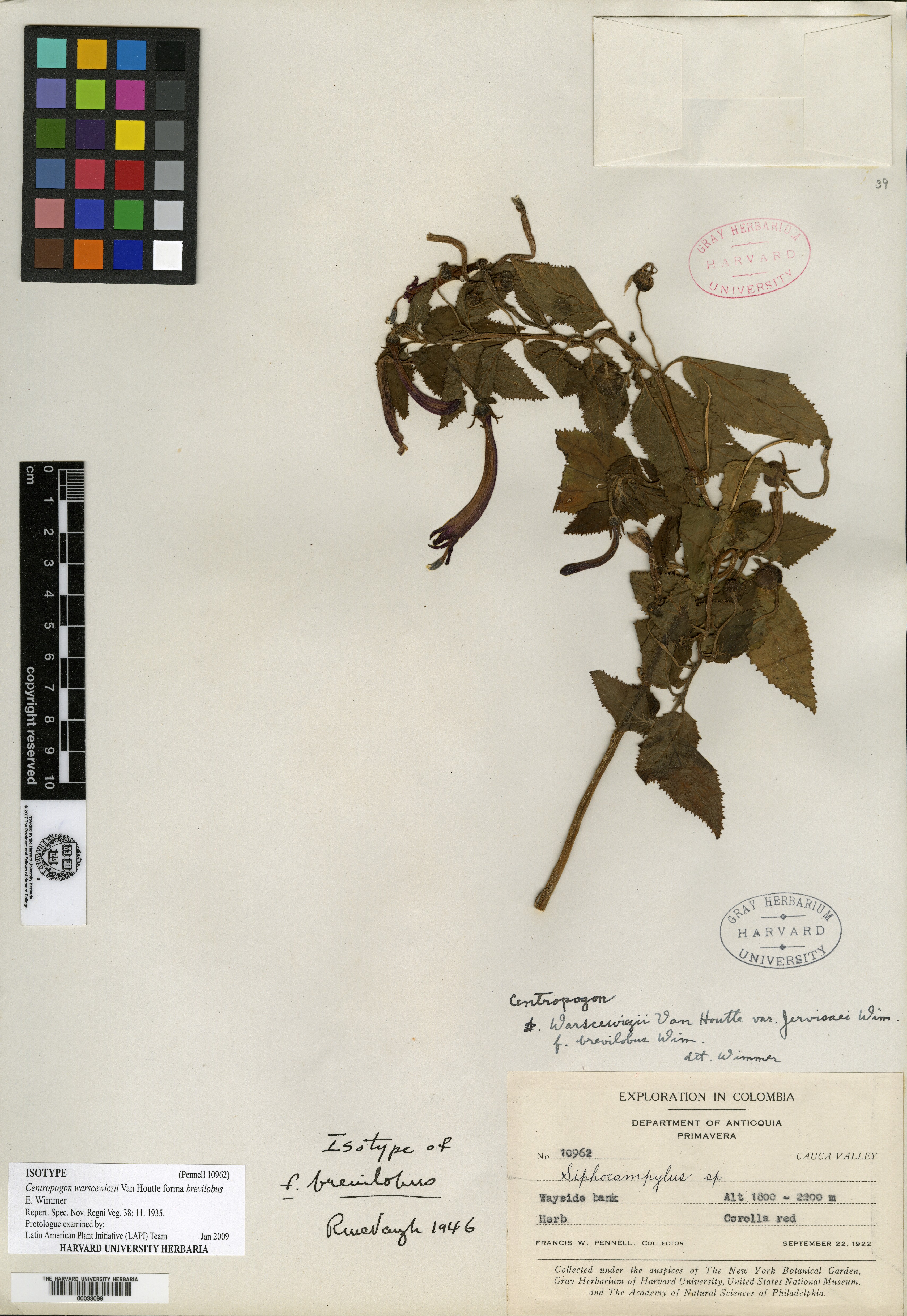 Codonopsis foetens image