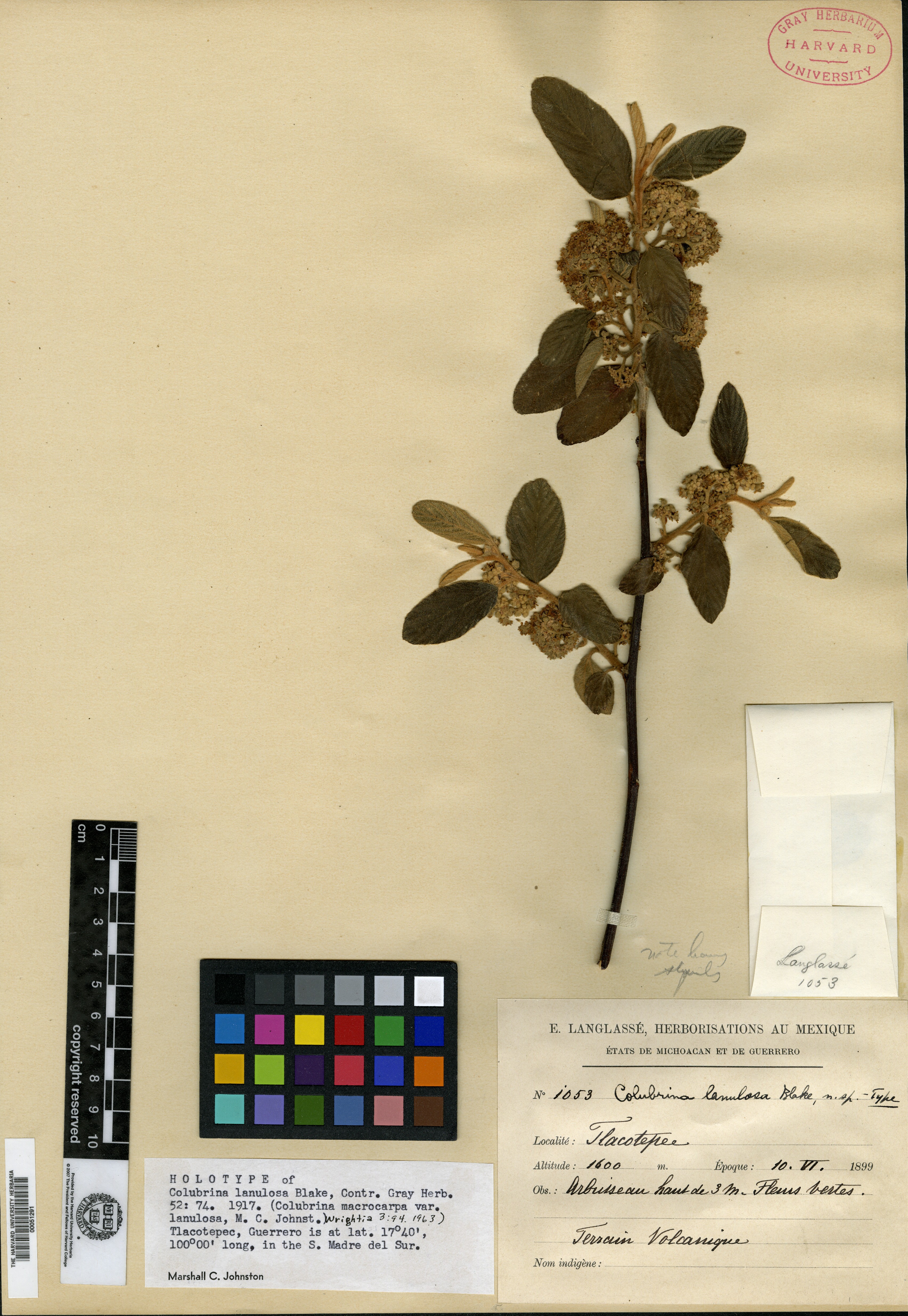 Colubrina macrocarpa var. lanulosa image