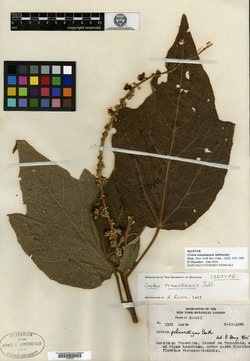 Croton urticifolius image