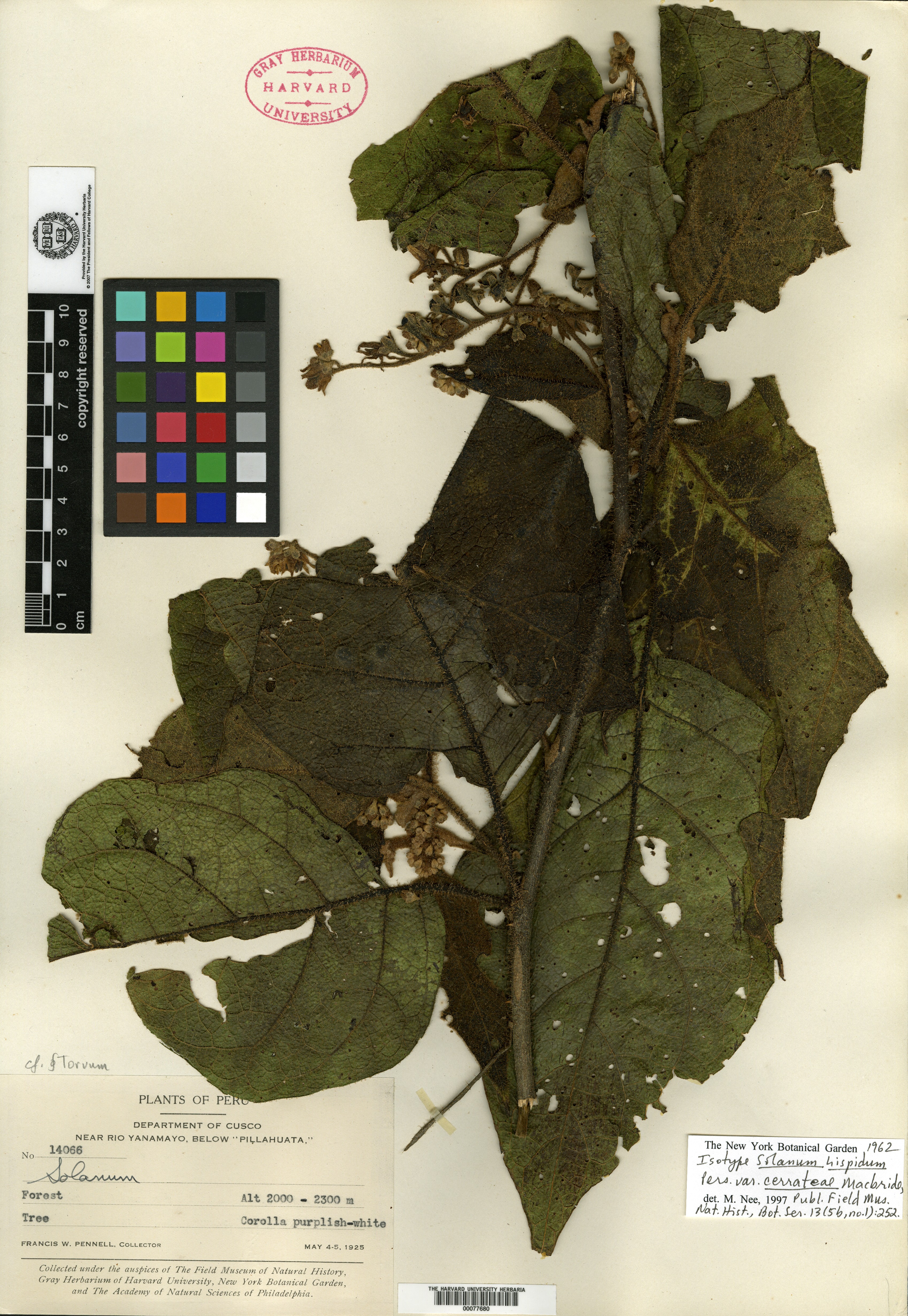 Solanum hispidum var. cerrateae image