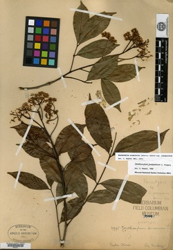 Zanthoxylum acuminatum image