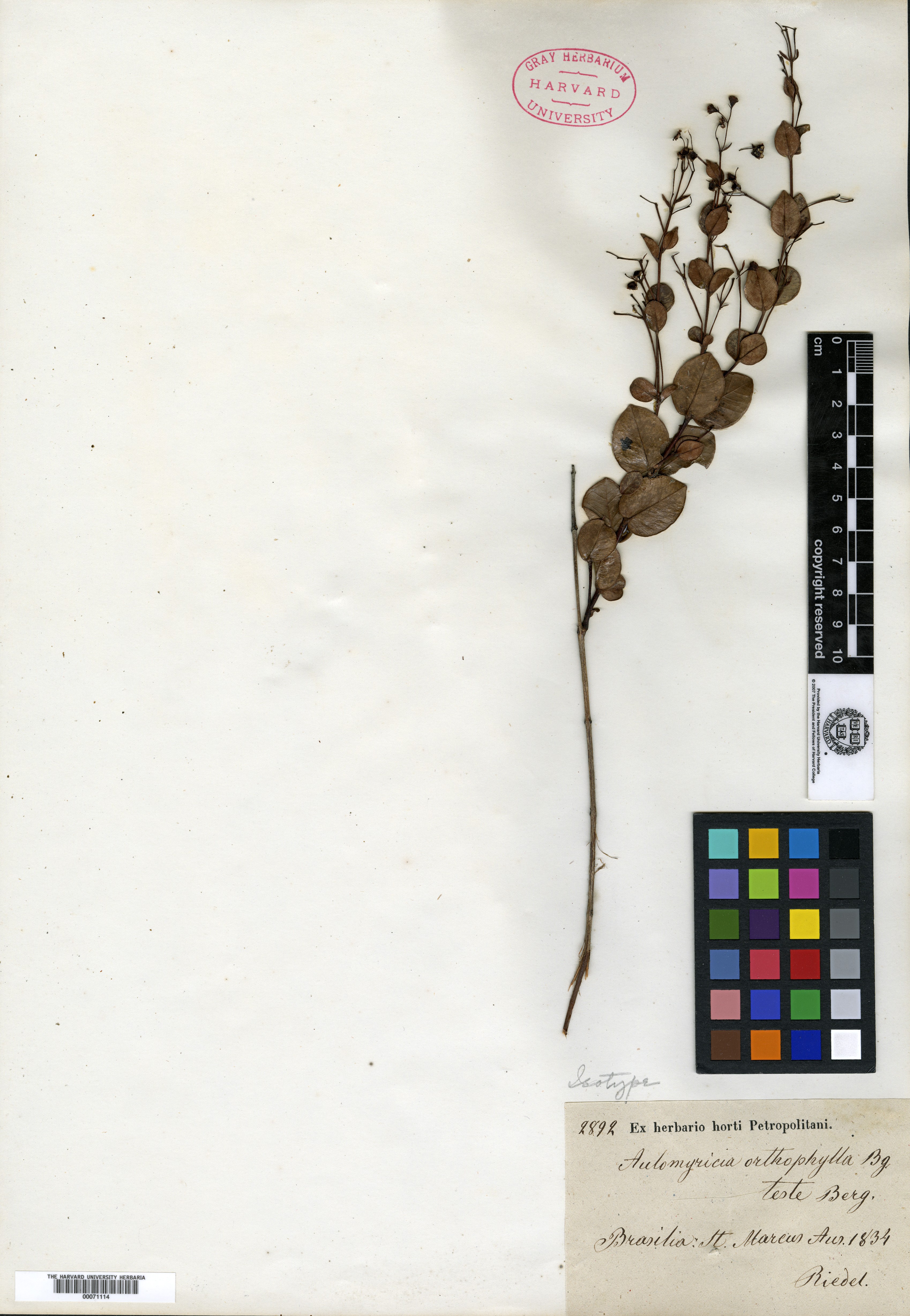 Austromyrtus glabra image