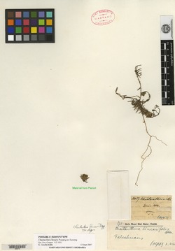 Chaetanthera linearis image