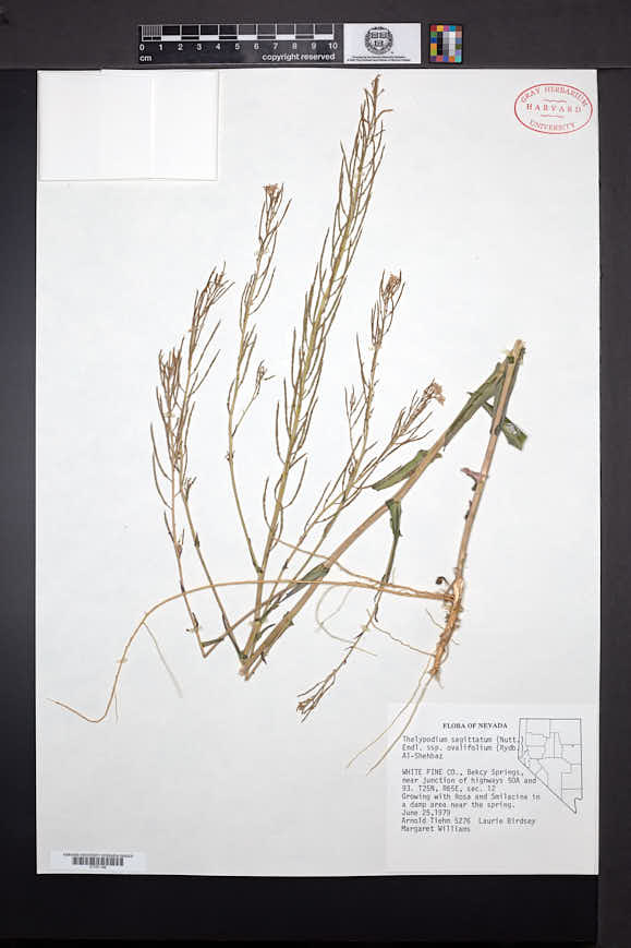 Thelypodium sagittatum subsp. ovalifolium image