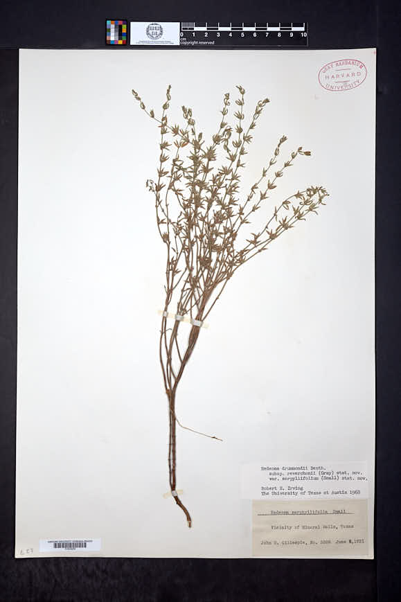 Hedeoma reverchonii var. serpyllifolium image