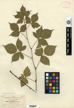 Rubus geophilus image