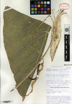 Anthurium standleyi image