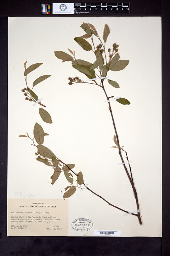 Amelanchier arborea var. austromontana image