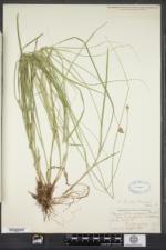 Carex tincta image