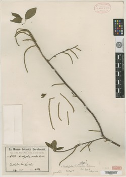 Acalypha seleriana image