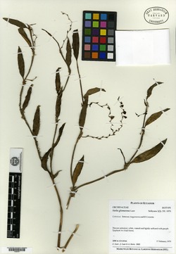 Stelis hymenantha image