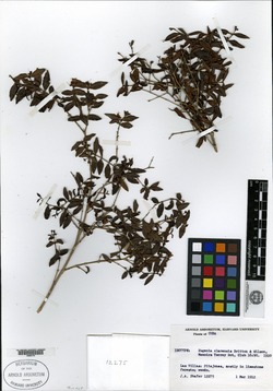Eugenia clarensis image