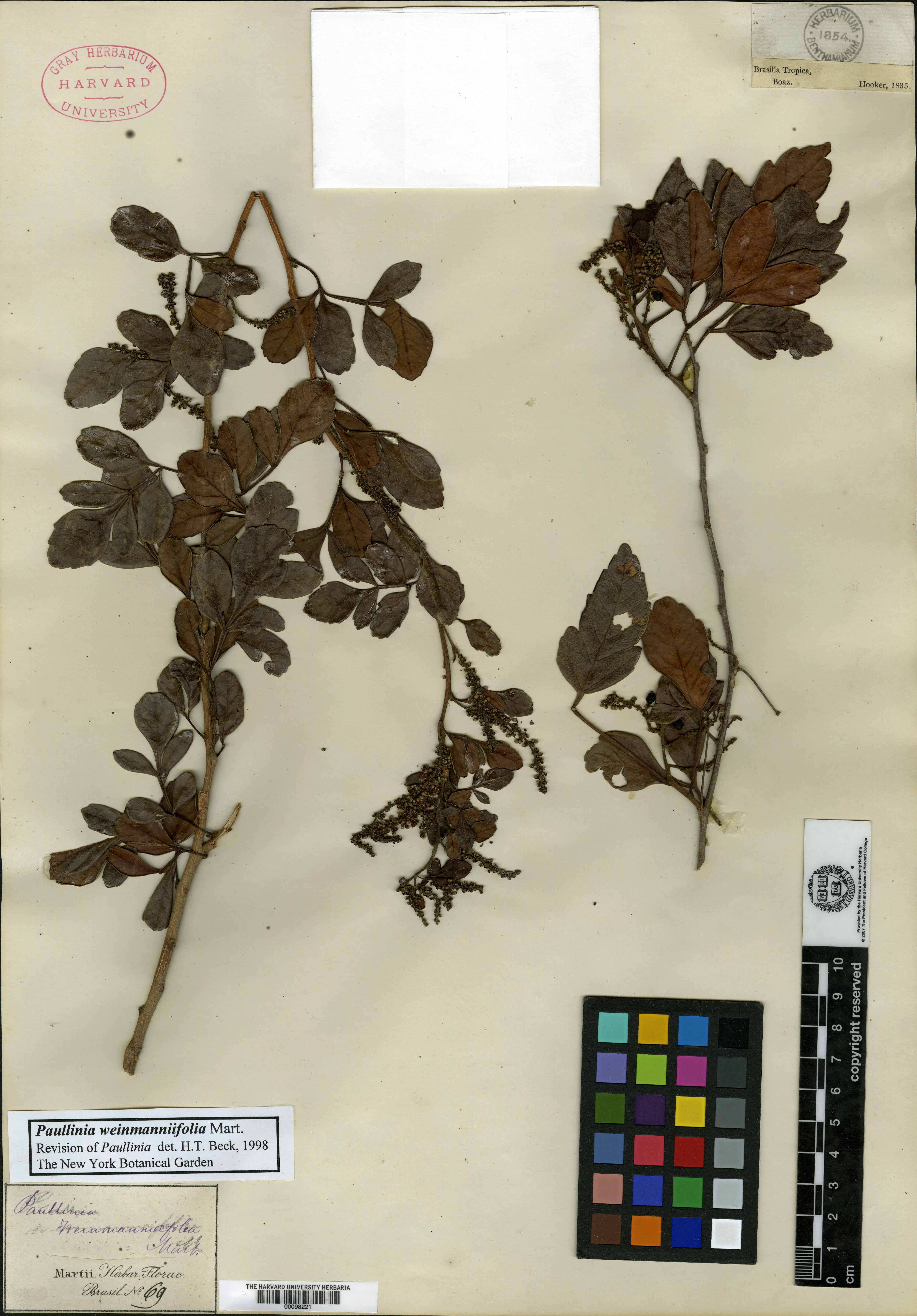 Paullinia weinmanniifolia image