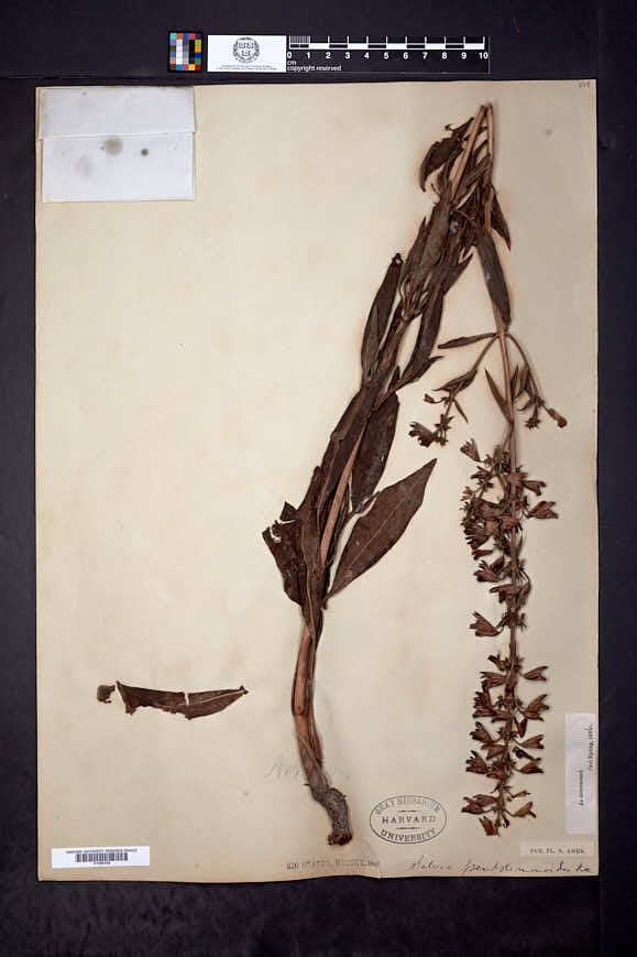 Salvia pentstemonoides image