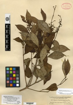 Eugenia guatemalensis image