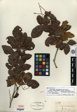 Thouinia trifoliata image