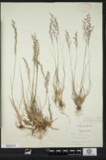 Agrostis capillaris image