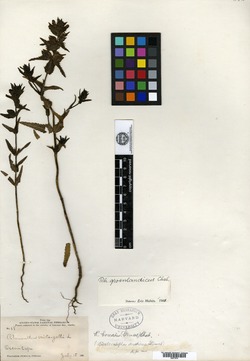 Rhinanthus minor subsp. borealis image