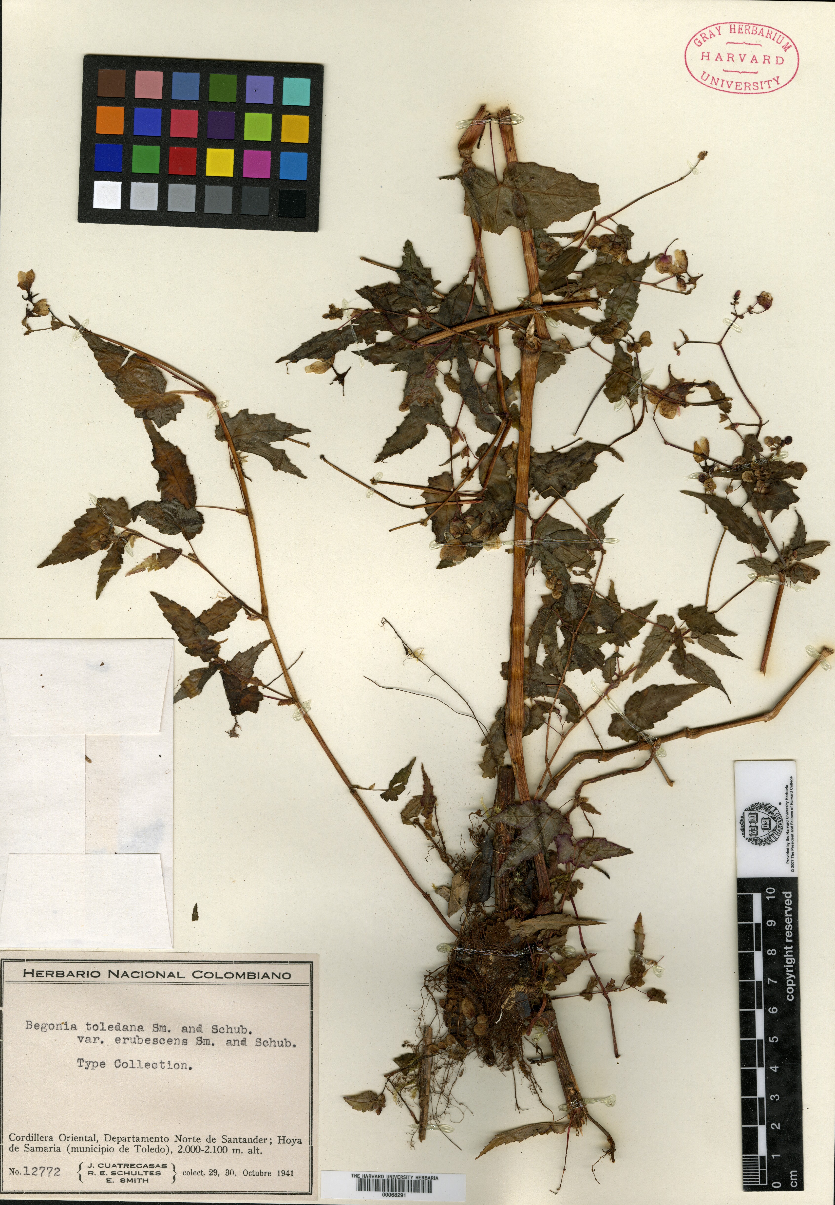 Begonia toledana image