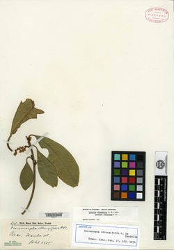 Cybianthus surinamensis image