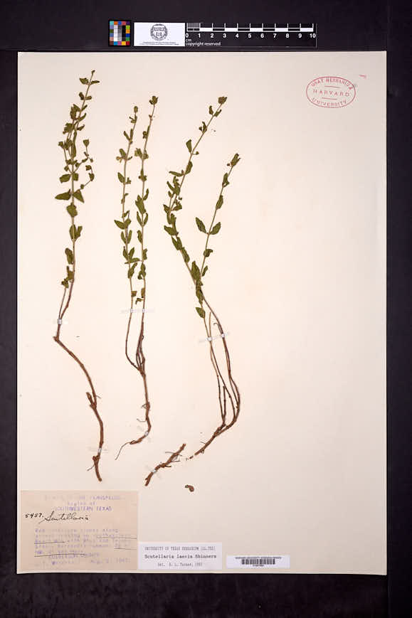 Scutellaria laevis image
