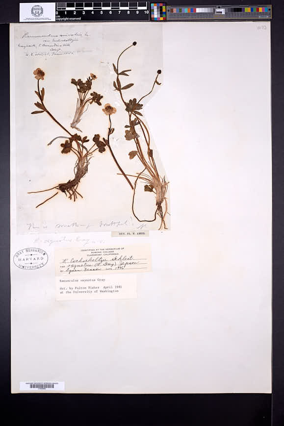 Ranunculus eschscholtzii var. eximius image