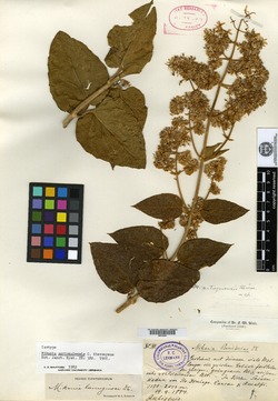 Mikania antioquiensis image
