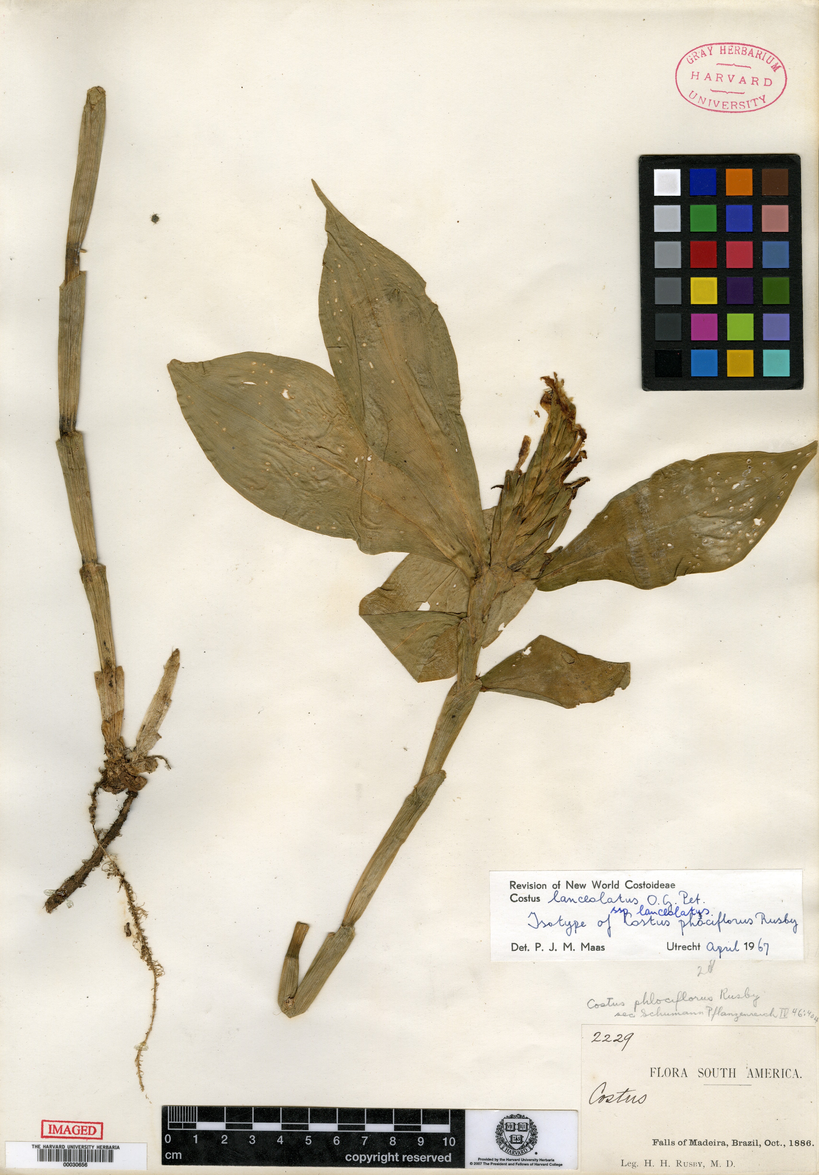 Chamaecostus lanceolatus subsp. lanceolatus image