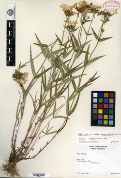 Phlox pilosa subsp. sangamonensis image