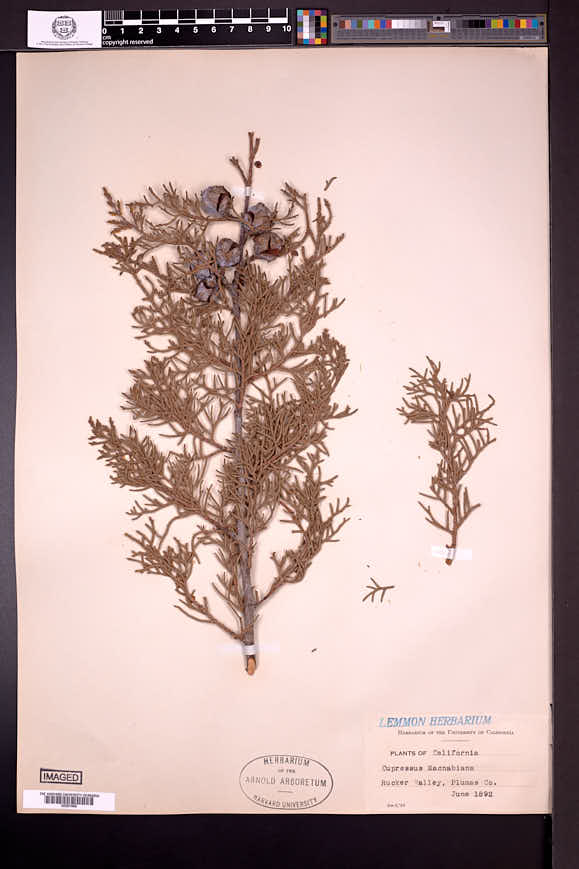 Cupressus macnabiana image