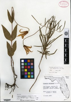Clematis baldwinii var. latiuscula image