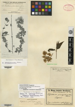 Asplundianthus pseudoglomeratus image