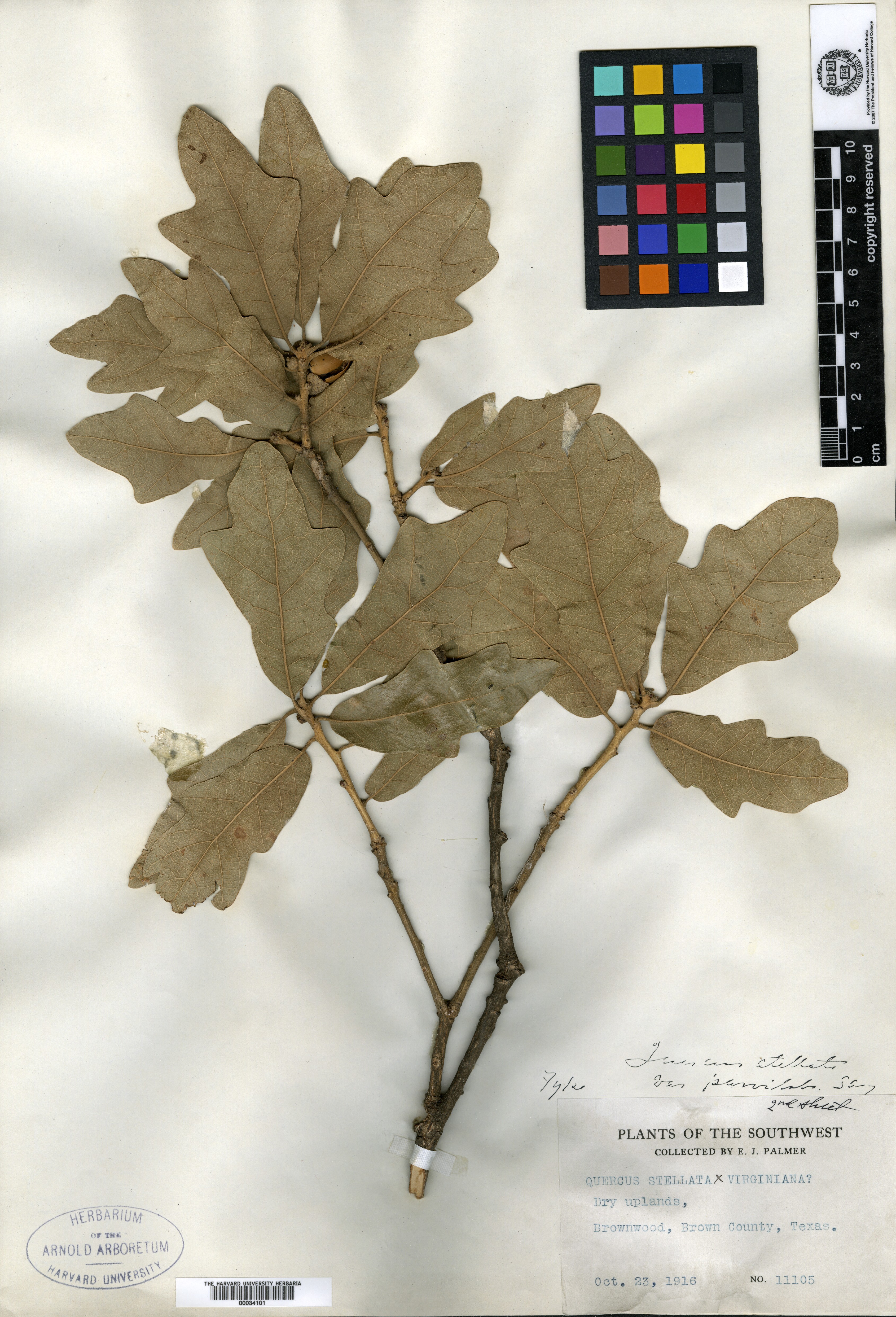 Quercus stellata var. parviloba image