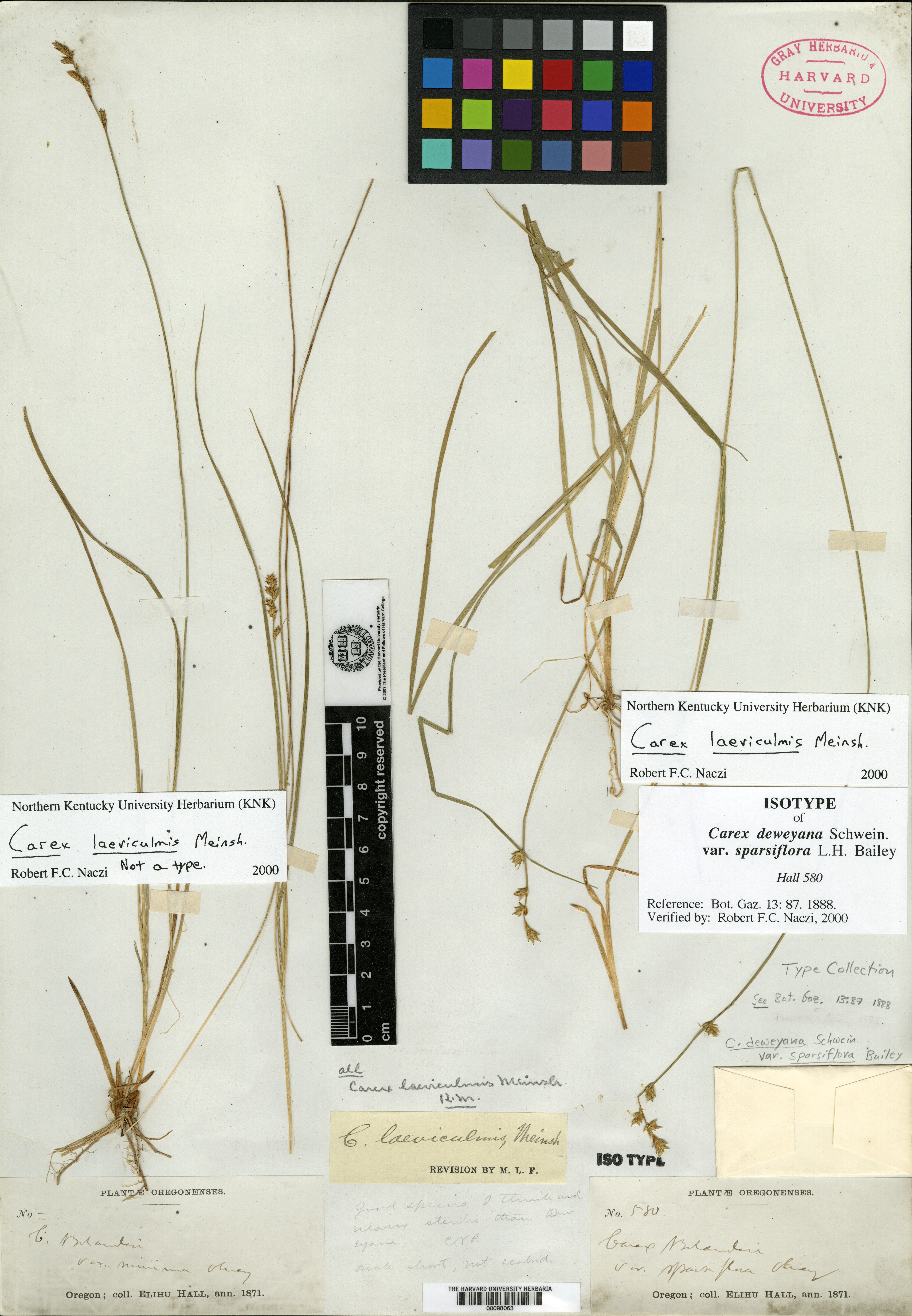 Carex deweyana var. sparsiflora image