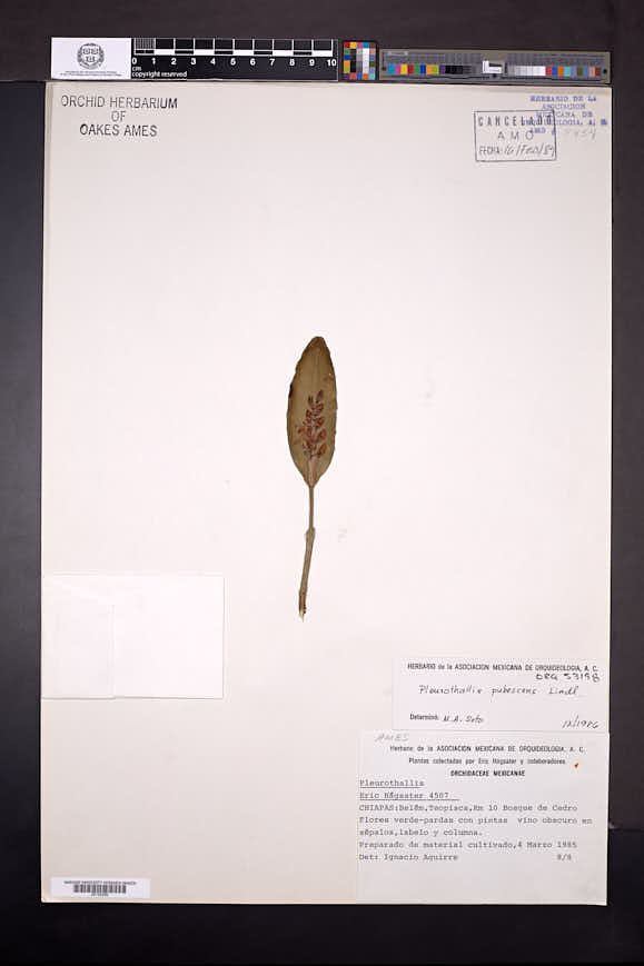 Pleurothallis pubescens image