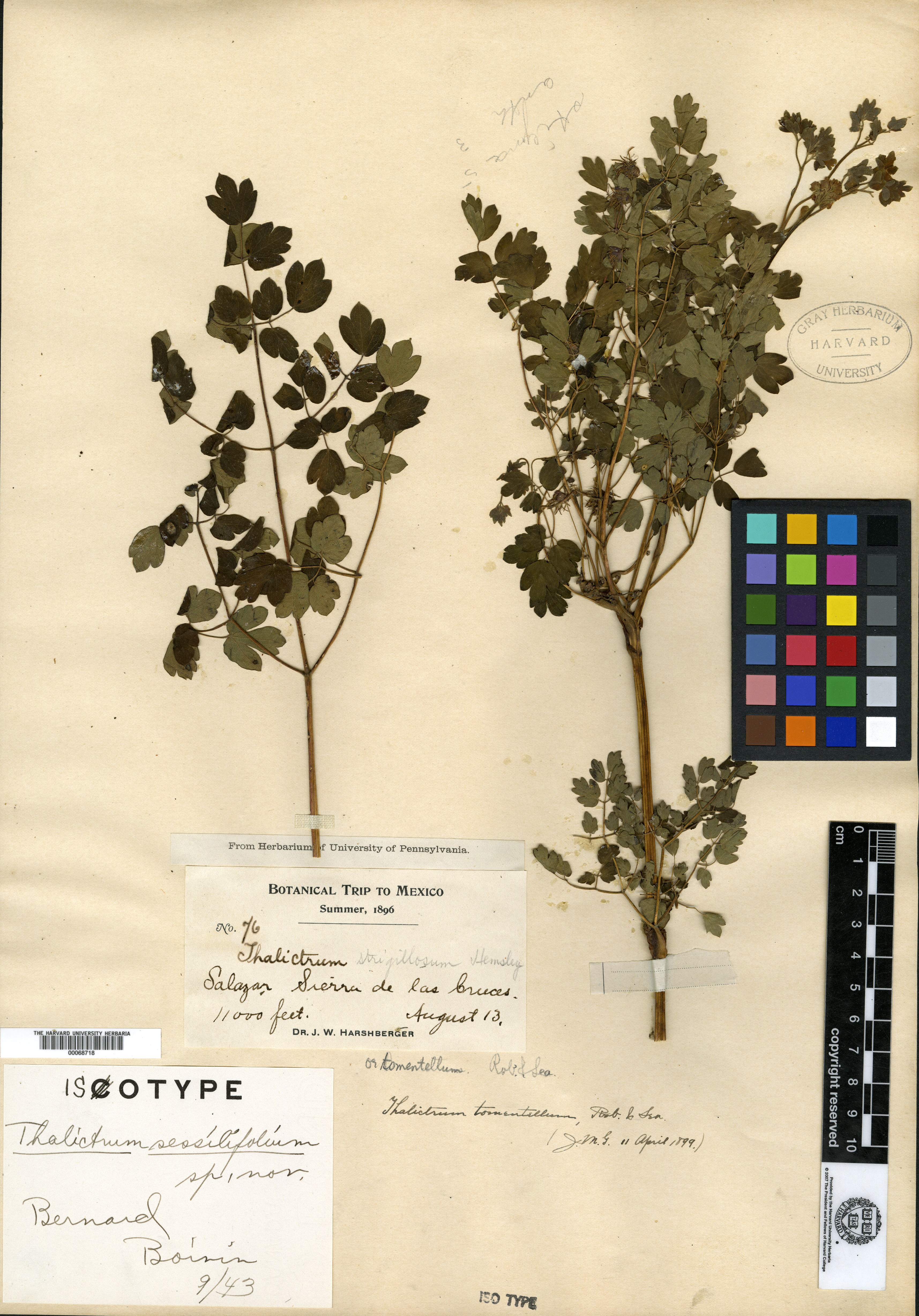 Thalictrum sessilifolium image