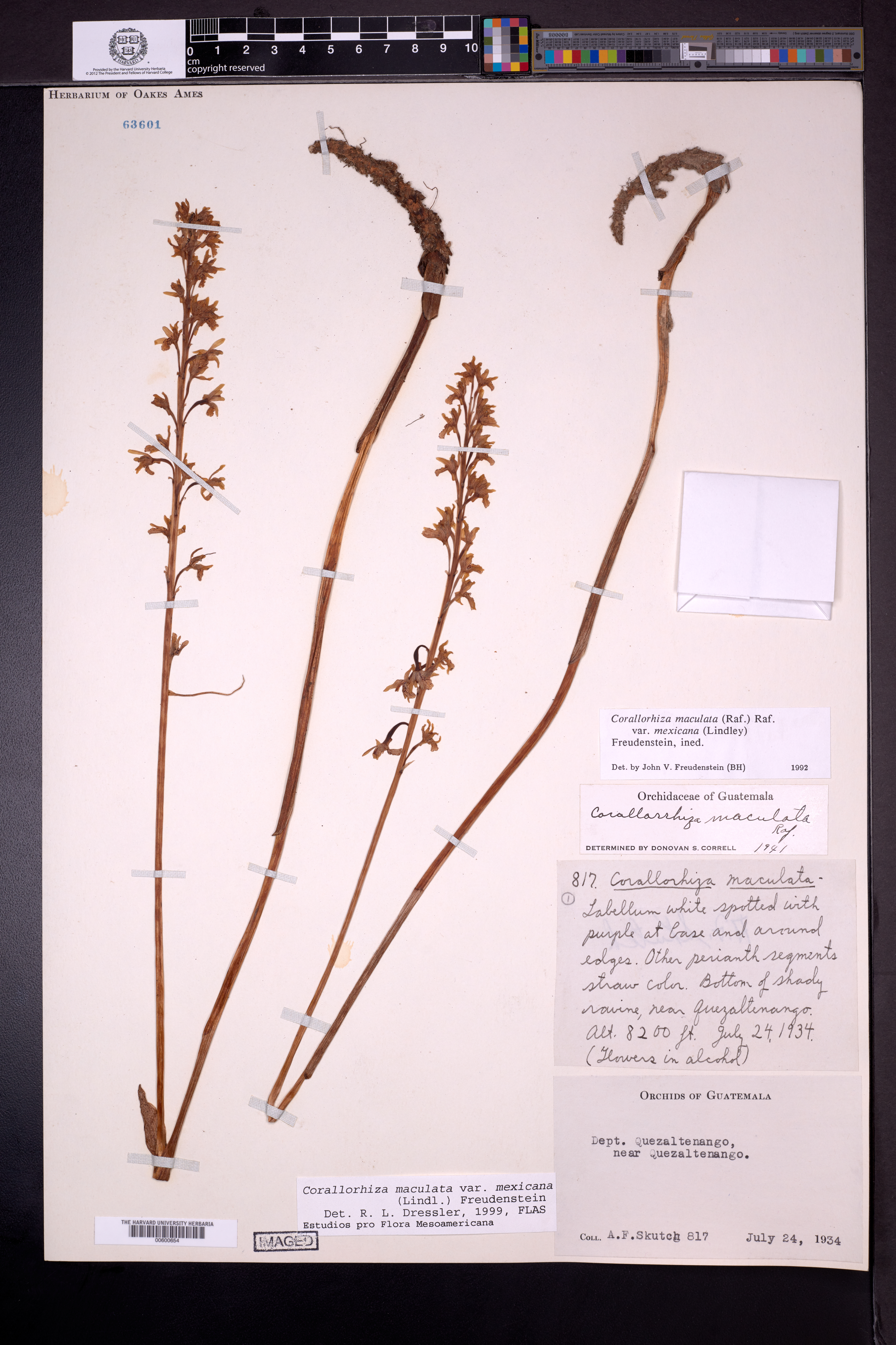 Corallorhiza maculata var. mexicana image
