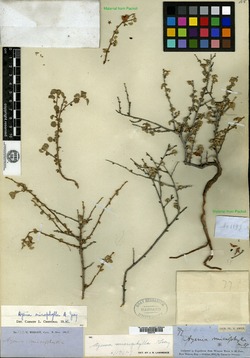 Ayenia microphylla image