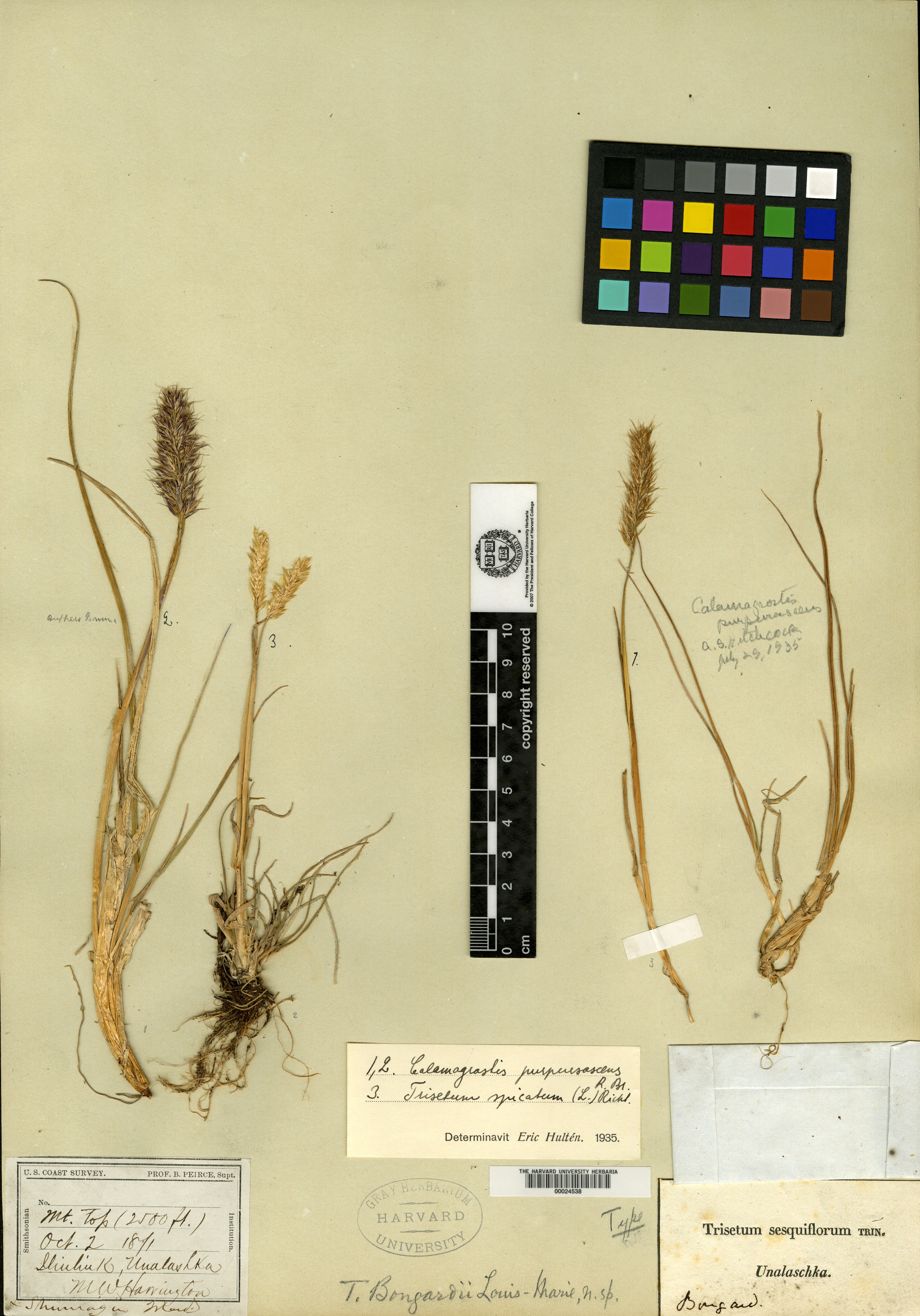 Calamagrostis sesquiflora image