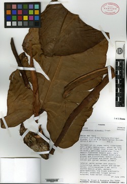 Philodendron grayumii image