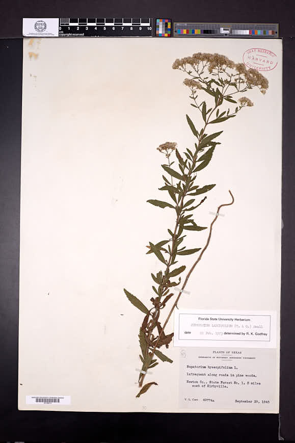 Eupatorium lancifolium image