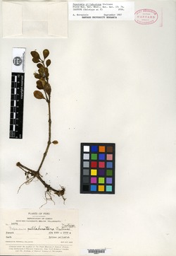 Peperomia pseudodependens image