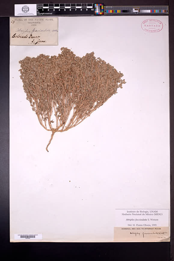 Atriplex elegans var. fasciculata image