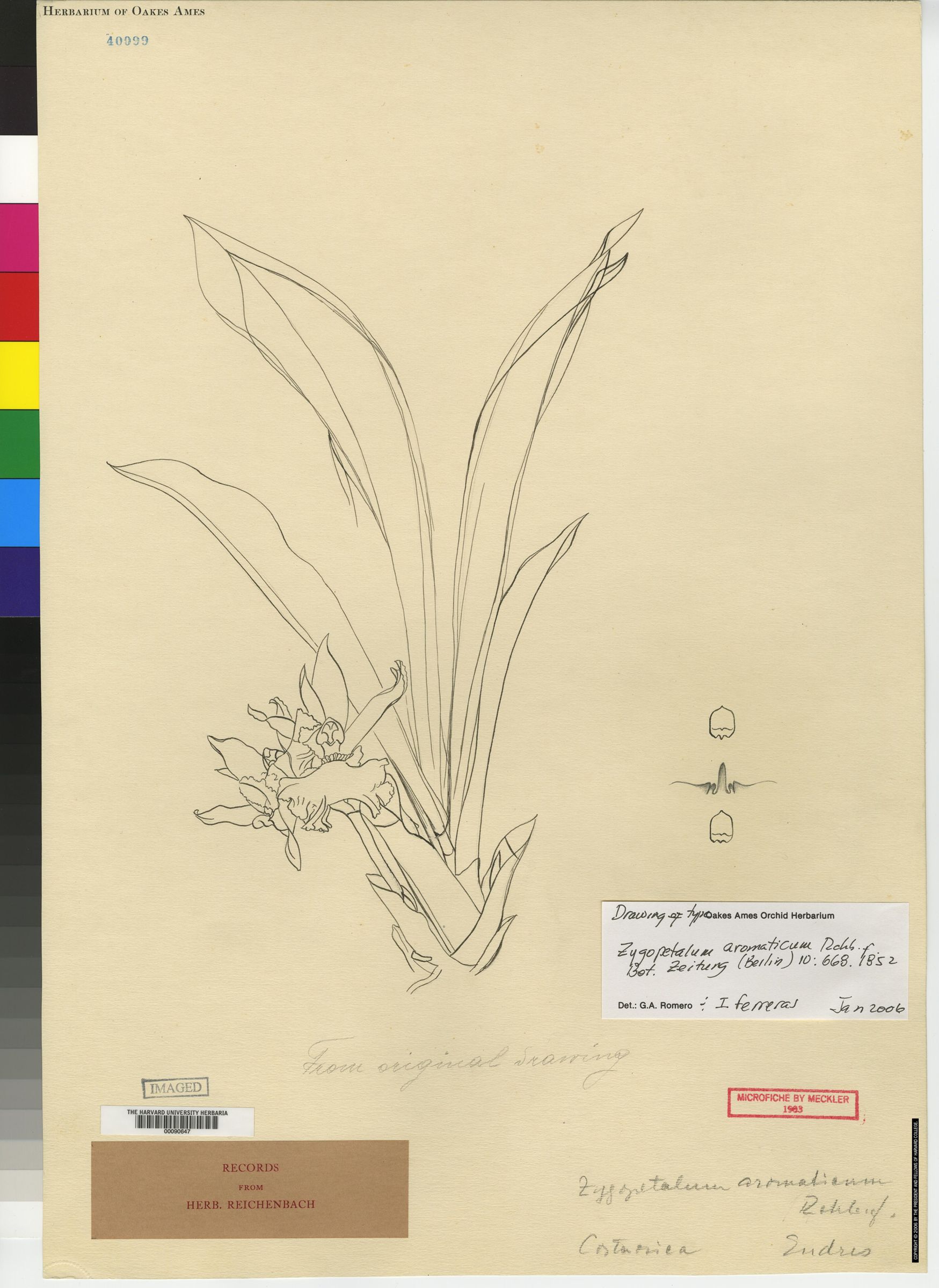 Cochleanthes image