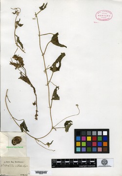 Apodanthera sagittifolia var. villosa image