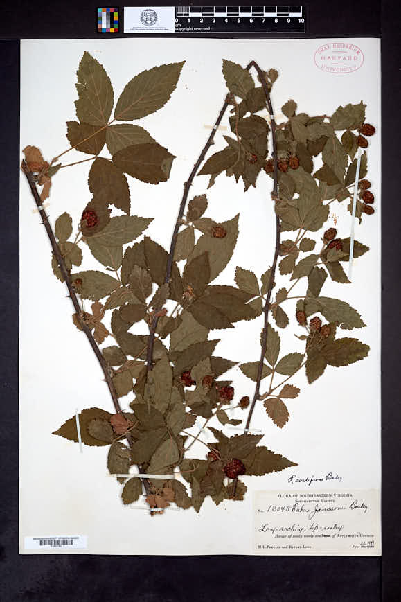 Rubus cordifrons image