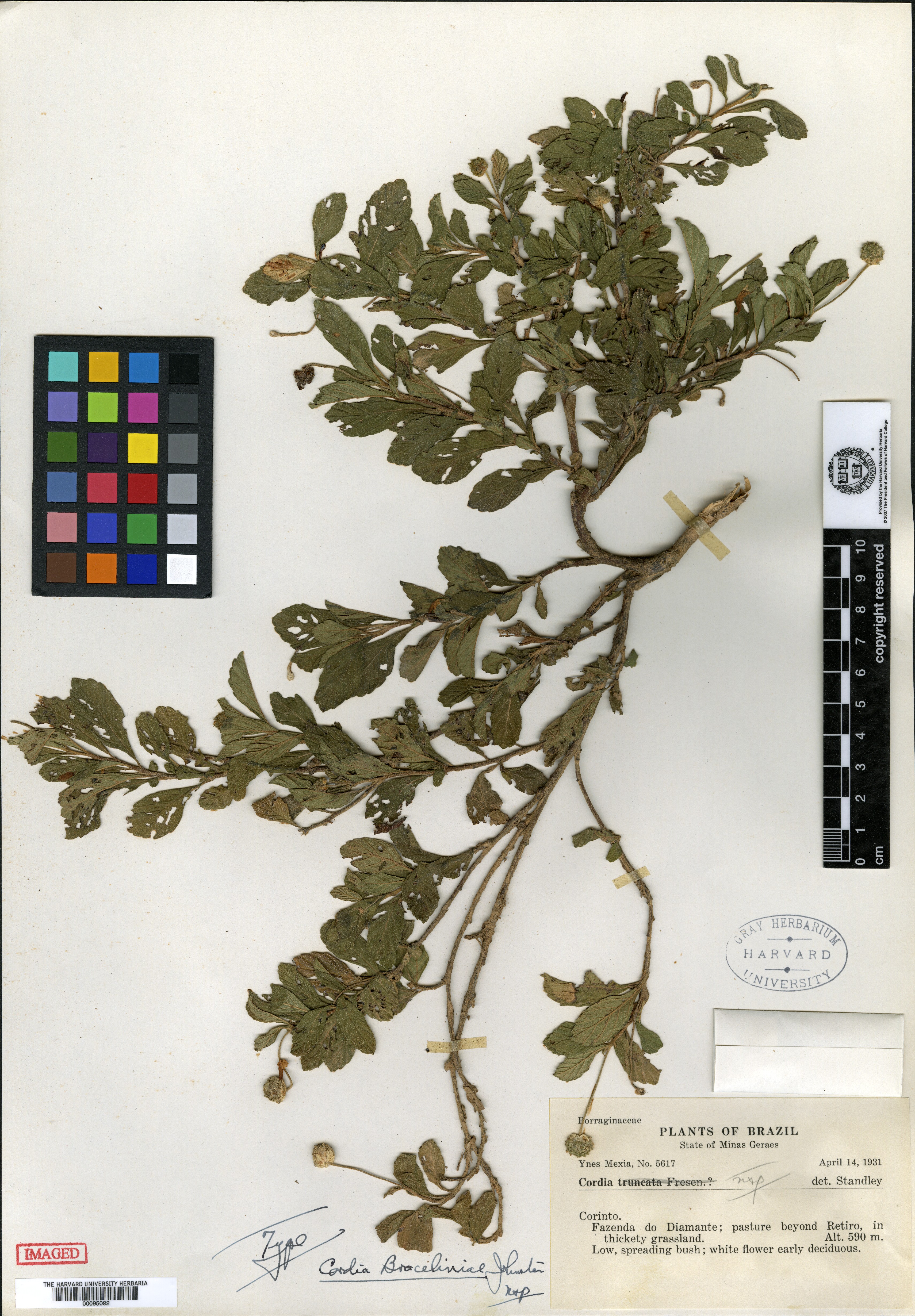 Varronia corchorifolia image