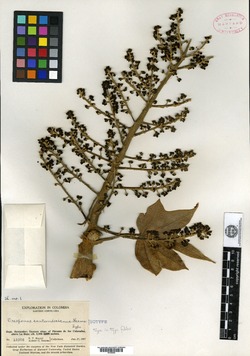 Oreopanax santanderianus image